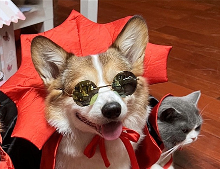 Pet Halloween Costume – Vampire King Cape