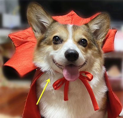 Pet Halloween Costume – Vampire King Cape